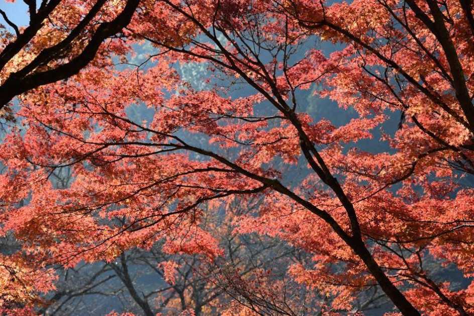 網紅流量怎麼賺錢？